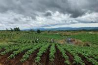 Disebut Gagal, Begini Respons Petani Food Estate Hortikultura Humbahas