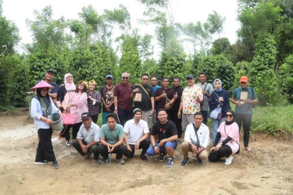 Petani Lada di Kabupaten Belitung sasar peluang ekspor