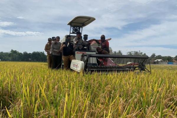 Mantan gubernur dua periode Sulawesi Selatan ini menjelaskan bahwa hamparan yang dipanen hari ini mewakili 11,930 hektare yang akan dipanen pada Februari di Kabupaten Bogor.