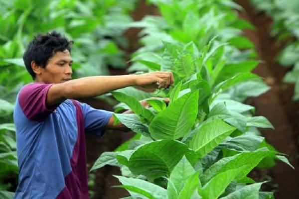 Sektor pertanian menolak aturan produk tembakau dalam Rancangan Peraturan Pemerintah yang merupakan pelaksanaan UU. 