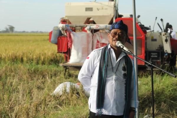 Panen raya padi di Banten, Mentan: Ketersediaan beras aman