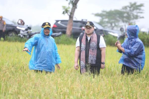 Panen padi di Kediri, Mentan Syahrul minta indeks pertanaman ditingkatkan.