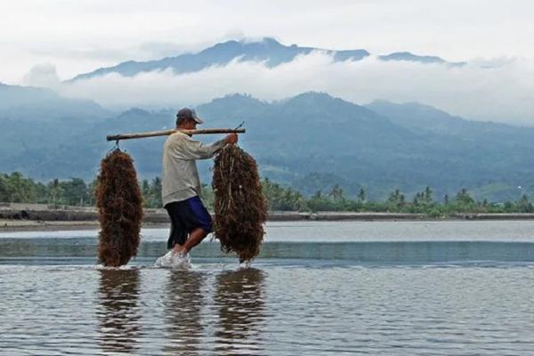 Perppu Cipta Kerja akan Perkuat Pengembangan Budi Daya Laut