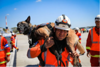 Anjing Bantu Temukan Korban Gempa di Turkiye