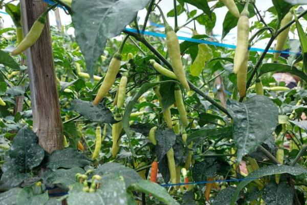 Tips Bercocok Tanam Cabai Saat Musim Hujan, Tetap Sehat dan Produktif