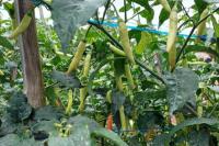 Tips Bercocok Tanam Cabai Saat Musim Hujan, Tetap Sehat dan Produktif