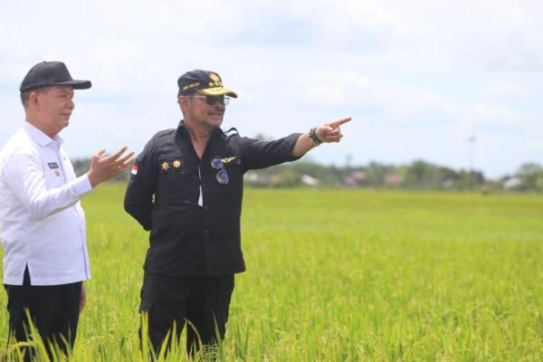 Mantan gubernur dua periode Sulawesi Selatan ini juga terus mendorong agar dalam waktu satu hingga dua minggu depan penanam padi di lokasi tersebut mencapai 500 hektare.