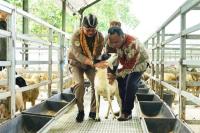 Kementan Dorong Pengembangan Model Closed-Loop Peternakan Kambing di Indonesia
