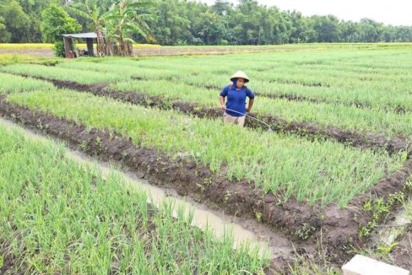 Champion bawang merah Kabupaten Nganjuk rencana panen bawang merah sekitar 300 hektare sampai puasa