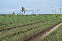 Bawang Merah Pasir Pantai Perkuat Pasokan Jelang Ramadan