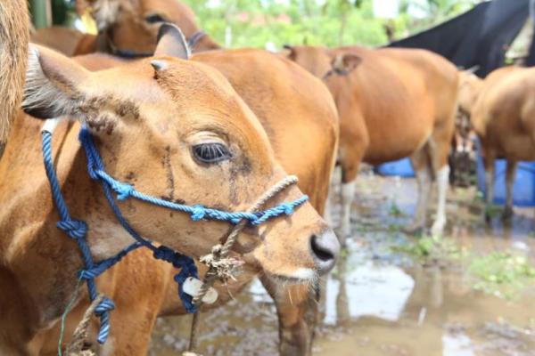 Kementerian Pertanian (Kementan) gerak cepat langsung melakukan penanganan penyakit zoonosis antraks yang ditemukan di Kabupaten Gunungkidul.