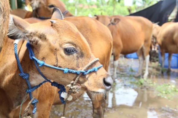 Frans mengatakan sebanyak 2.350 ekor sapi hidup tersebut diperkirakan akan menjadi 162.000 ton daging sapi