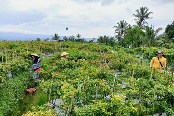 Jelang Ramadhan, pasokan cabai dan bawang merah Temanggung dipastikan aman