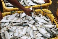 Hari Nelayan Nasional, BKKBN Jadikan Momentum Turunkan Stunting Melalui Revolusi Pola Makan Ikan
