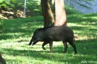 17 Kasus ASF Ditemukan pada Babi Hutan di Singapura