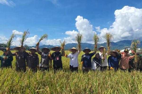 Pastikan ketersediaan pangan, Parigi Moutong Panen Padi Nusantara Satu Juta Hektare