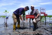 43 Kg Sampah Botol Plastik Disulap Jadi 1.000 Bibit Pohon Mangrove
