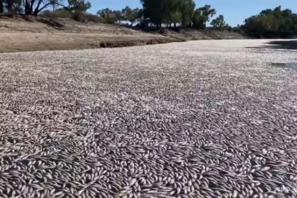 Video yang diunggah di media sosial menunjukkan perahu melalui selimut ikan mati yang menutupi air, dengan permukaan di bawahnya hampir tidak terlihat.