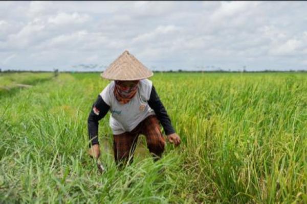 Food estate yang dikembangkan Kementerian Pertanian (Kementan) di Kalimantan Tengah (Kalteng) khusunya di Kab. Kapuas dan Pulau Pisau telah berproduksi dan masih berproses untuk terus dikembangkan dan dioptimalkan