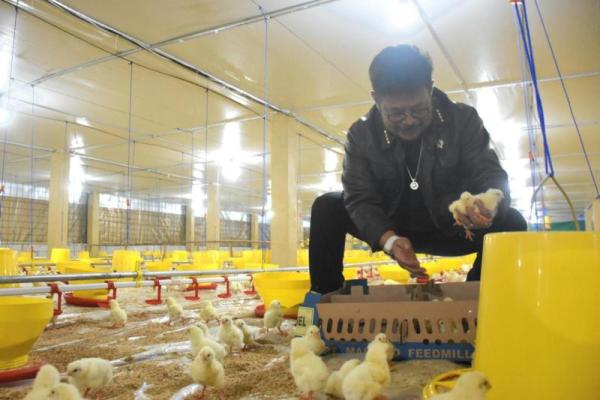 Gowa jadi role model penerapan sistem hulu-hilir ayam broiler