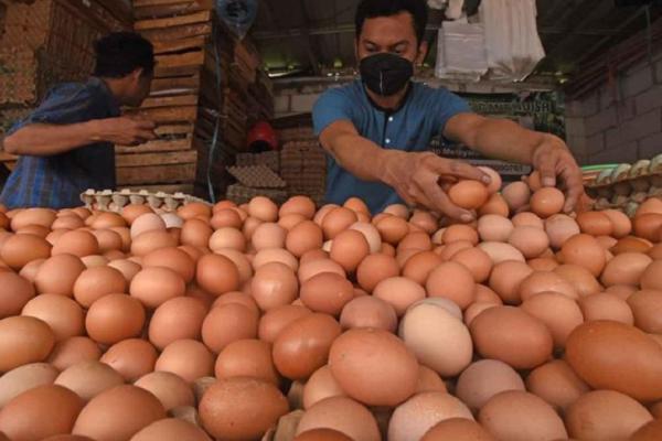 Harga rerata nasional telur ayam ras di tingkat konsumen menyentuh Rp 31.589 per kilogram (kg)