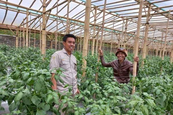 Pasokan cabai di Cianjur dipastikan aman hingga Lebaran