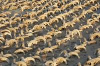 Peneliti Temukan 2.000 Ekor Domba Jantan di Kuil Mesir
