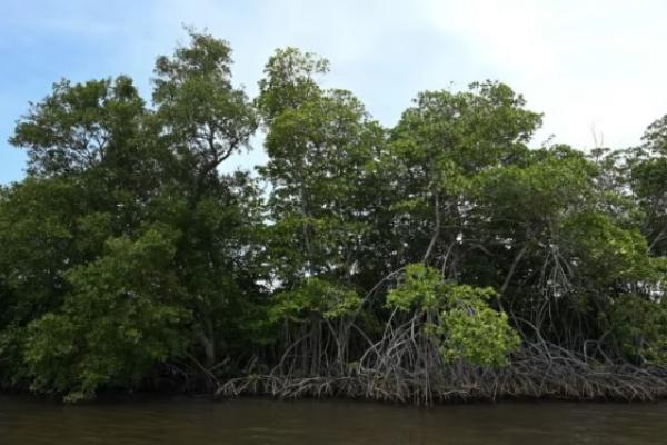 Sekitar 200.000 wisatawan berkunjung setiap tahun, menurut angka pemerintah, selain kunjungan musiman oleh nelayan dan pemanen madu hutan yang bergantung pada kekayaan ekosistem.