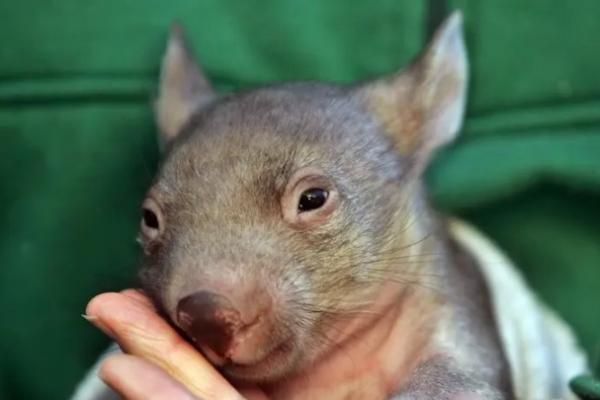 Ilmuwan Australia Kumpulkan Fosil Leluhur Wombat Bergigi