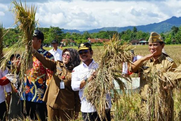 Pola tanam semacam IP400 perlu diperluas secara masif agar Indonesia benar-benar berdaulat pangan, mandiri, dan modern. 