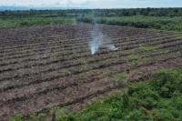 Diduga Ada Aktivitas Ilegal di SM Rawa Singkil, Menteri LHK Mohon Perhatiannya