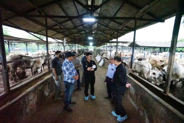 Stok sapi potong yang saat ini tersedia di satu perusahaan Bekasi mencapai 3.563 ekor dari total kandang yang mencapai 1025 ekor serta sebanyak 2538 berada di kandang Sukabumi. 