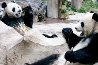 Panda Raksasa Pinjaman dari China Mati di Thailand