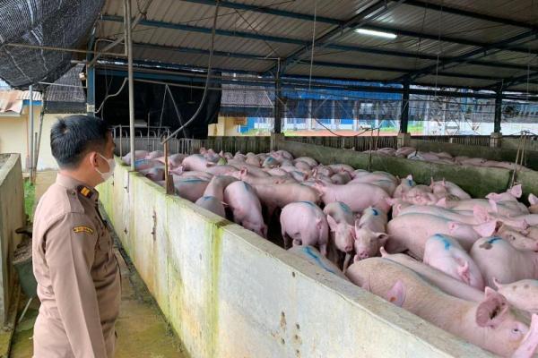 Pemerintah melakukan pendampingan ketat kepada pemilik peternakan hewan babi di Pulau Bulan, PT ITS setelah dicabut penetapannya sebagai kompartemen bebas ASF di Indonesia.
