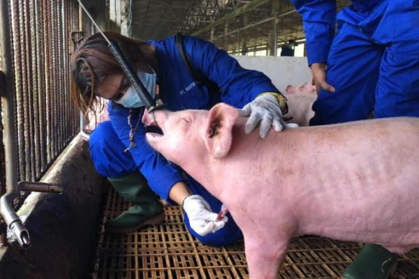Demam babi Afrika selama bertahun-tahun telah mengganggu pasar daging babi global senilai US$250 miliar. 