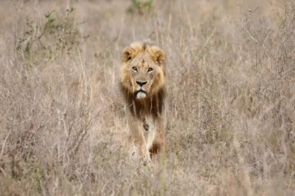 Pejabat satwa liar mengatakan penggembala telah membunuh 10 singa dalam seminggu terakhir setelah serangan terhadap ternak dan hewan peliharaan.