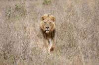 Enam Singa Dibunuh Penggembala di Dekat Taman Nasional Kenya