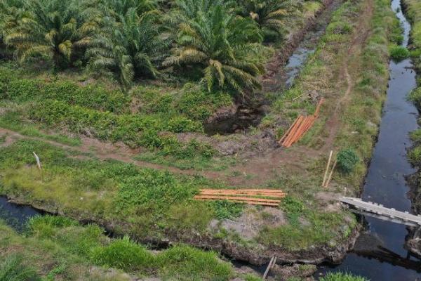 Pemerintah lamban merespon rusaknya alam kawasan Suaka Margasatwa (SM) Rawa Singkil yang semakin mengkhawatirkan.
