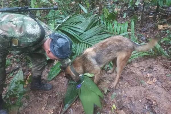 Presiden Kolombia Gustavo Petro mengatakan dalam sebuah twit pada Rabu (17/5) bahwa anak-anak itu ditemukan setelah upaya pencarian yang sulit oleh militer.