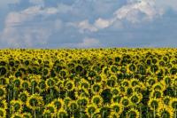 Ekspor Produk Pertanian Rusia tetap Melejit, Sanksi Barat Tak Mempan