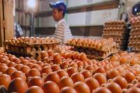 IKAPPI Ungkap Alasan Harga Telur Ayam Naik Tidak Wajar 