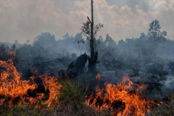 Potensi Karhutla Tinggi, Kepala Daerah Diminta Siaga