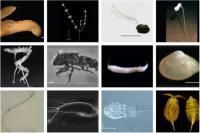 Ilmuwan Temukan 5.000 Spesies Baru di Samudra Pasifik 