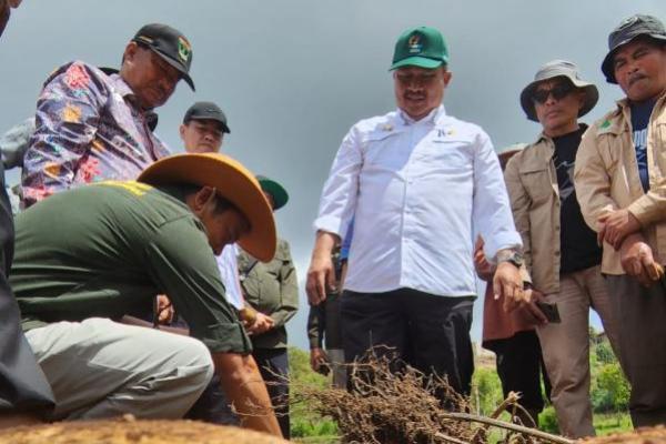 Produktivitas panen kentang Solok mencapai 17 ton per hektare dengan harga Rp 8 ribu di tingkat petani.