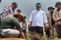 Kementan Pastikan Produksi Sayuran Asal Kabupaten Solok Aman Jelang Iduladha