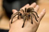 Bea Cukai Turki Sita Puluhan Tarantula Asal Polandia