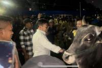 Pantau Ketersediaan Hewan Kurban di Bogor, Mentan Sebut Stok Nasional Jelang Idul Adha Aman