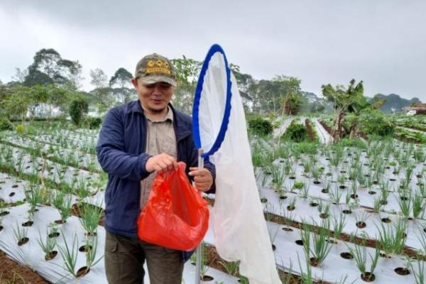 Musuh alami merupakan organisme hidup dari kelompok serangga atau hewan lain.