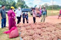 Edukasi Ramah Lingkungan Faktor Utama Peningkatan Produksi Bawang Merah di Sumbawa