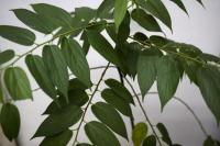 Ilmuwan Temukan Tanaman Mirip Ganja, Tapi Tak Bikin "Giting"